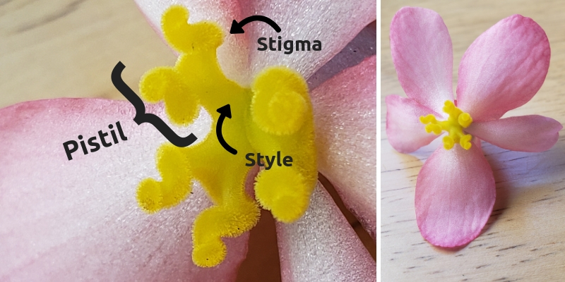 Begonia Female Pistillate Flower